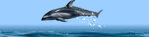 Dolphin-01-june.gif (12126 bytes)