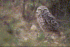 buorrow owl.gif (57643 bytes)